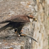 Burg Hohen Neuffen 11.05.2014
