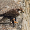 Burg Hohen Neuffen 11.05.2014