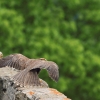 Burg Hohen Neuffen 11.05.2014