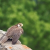 Burg Hohen Neuffen 11.05.2014