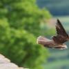 Burg Hohen Neuffen 11.05.2014