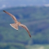Burg Hohen Neuffen 11.05.2014