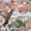 Burg Hohen Neuffen 11.05.2014