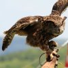 Burg Hohen Neuffen 18.05.2014
