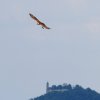 Burg Hohen Neuffen 18.05.2014