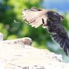 Burg Hohen Neuffen 18.05.2014