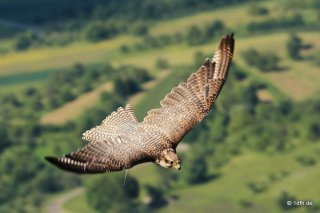 Burg Hohen Neuffen 18.05.2014