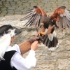 Burg Hohen Neuffen 18.05.2014