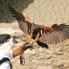 Burg Hohen Neuffen 18.05.2014