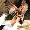 Burg Hohen Neuffen 18.05.2014