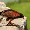 Burg Hohen Neuffen 18.05.2014