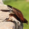 Burg Hohen Neuffen 18.05.2014