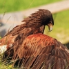 Burg Hohen Neuffen 18.05.2014