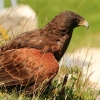 Burg Hohen Neuffen 18.05.2014