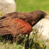 Burg Hohen Neuffen 18.05.2014