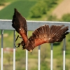 Burg Hohen Neuffen 18.05.2014