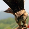 Burg Hohen Neuffen 18.05.2014