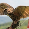 Burg Hohen Neuffen 18.05.2014