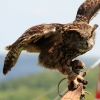 Burg Hohen Neuffen 18.05.2014