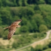 Burg Hohen Neuffen 18.05.2014