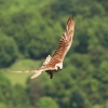 Burg Hohen Neuffen 18.05.2014