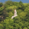 Burg Hohen Neuffen 18.05.2014