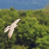 Burg Hohen Neuffen 18.05.2014