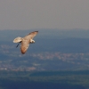 Burg Hohen Neuffen 18.05.2014