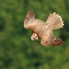 Burg Hohen Neuffen 18.05.2014