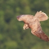 Burg Hohen Neuffen 18.05.2014