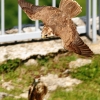 Burg Hohen Neuffen 18.05.2014