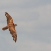 Burg Hohen Neuffen 18.05.2014
