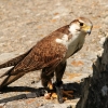 Burg Hohen Neuffen 18.05.2014