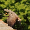Burg Hohen Neuffen 18.05.2014