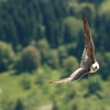 Burg Hohen Neuffen 18.05.2014