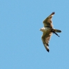 Burg Hohen Neuffen 18.05.2014