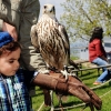 Burg Hohen Neuffen 18.05.2014