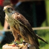 Burg Hohen Neuffen 18.05.2014