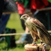 Burg Hohen Neuffen 18.05.2014