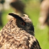 Burg Hohen Neuffen 18.05.2014