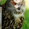 Burg Hohen Neuffen 18.05.2014