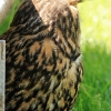 Burg Hohen Neuffen 18.05.2014