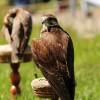 Burg Hohen Neuffen 18.05.2014