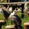 Burg Hohen Neuffen 18.05.2014