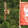 Burg Hohen Neuffen 18.05.2014