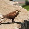 Burg Hohen Neuffen 18.05.2014
