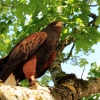 Burg Hohen Neuffen 18.05.2014