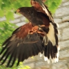 Burg Hohen Neuffen 18.05.2014