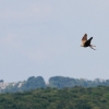 Burg Hohen Neuffen 18.05.2014