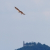 Burg Hohen Neuffen 18.05.2014
